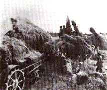 Уборка зерновых в поле.